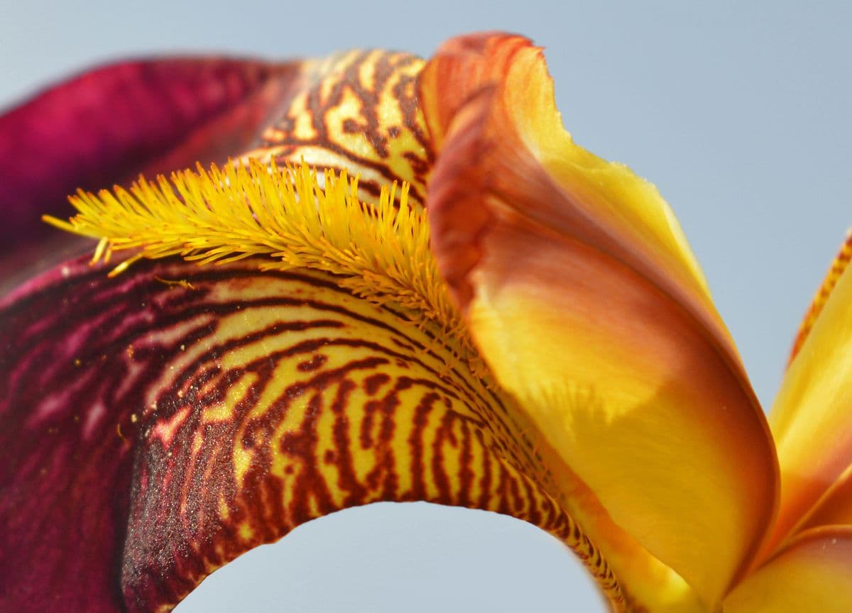 Iris Oasis