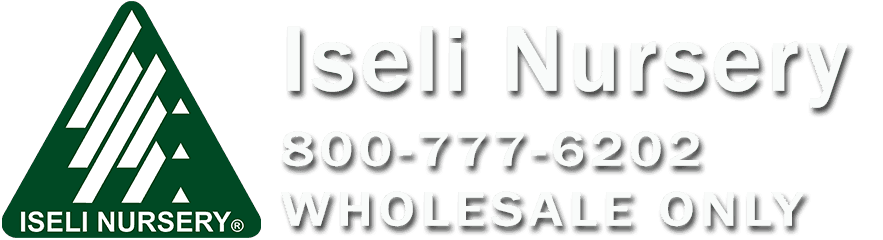 Iseli Nursery