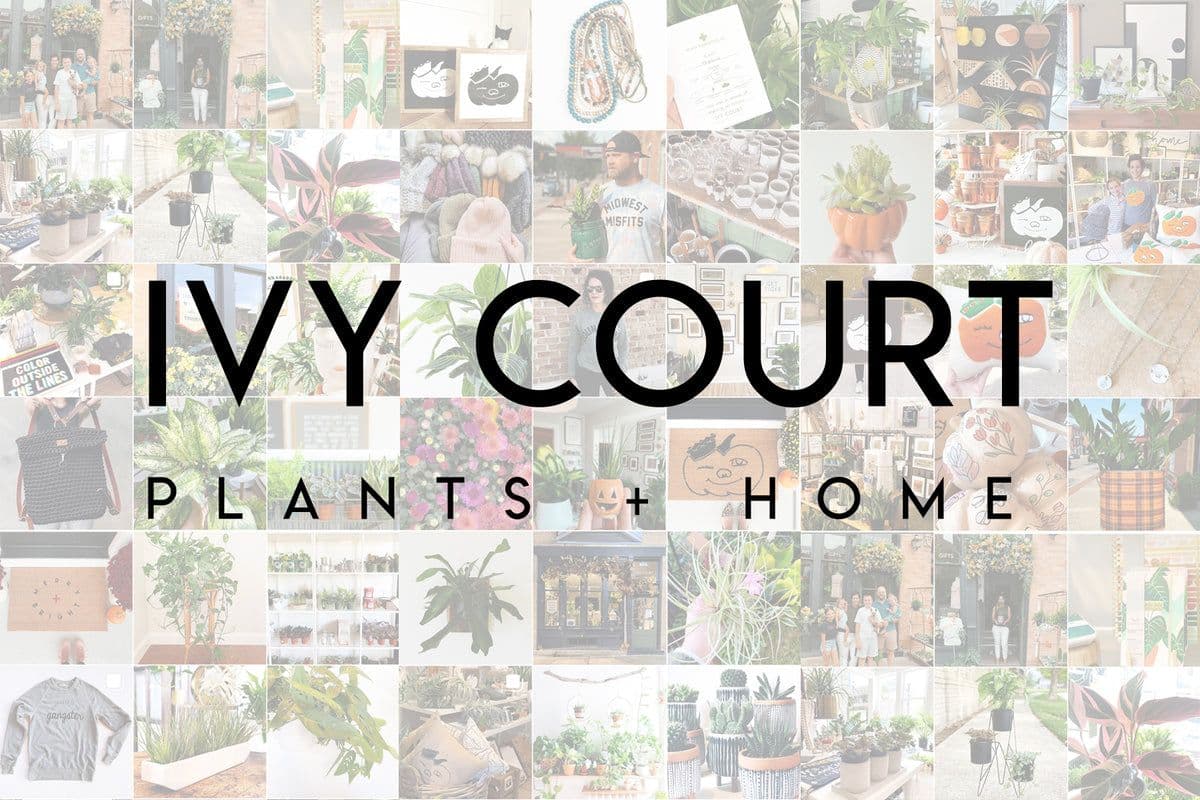 IVY COURT plants + home