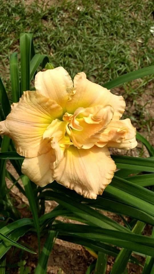 J B S Daylilies