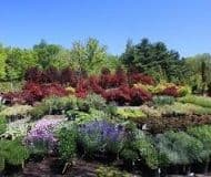 J C PLANTS Garden Center & Nursery