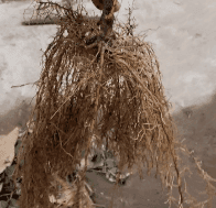 J G Akerboom Nurseries Inc