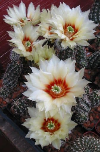 J & J Cactus and Succulents - Open by Appointment Only
