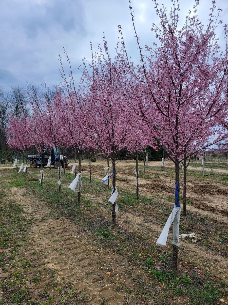 J K Matthews Nursery