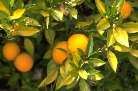 J & T Nursery & Landscaping