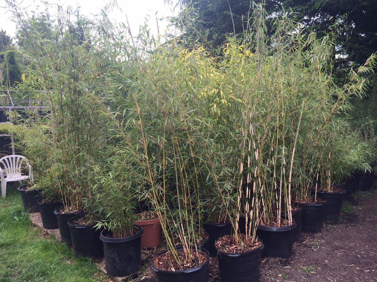 J. A. Bamboo