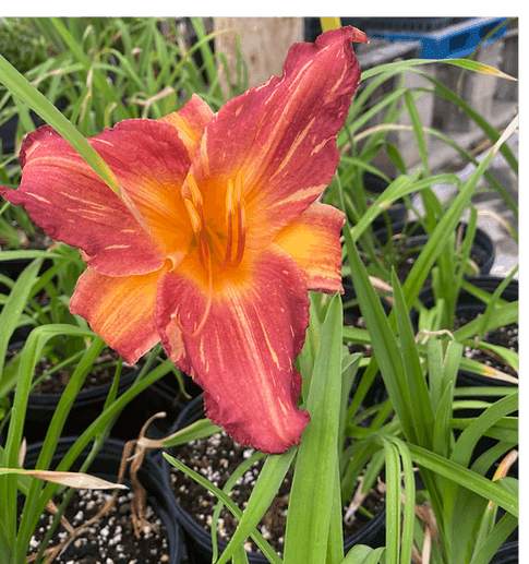 Jackson's Greenhouse