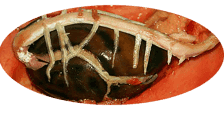 Jagüeyal Fruit & Nursery