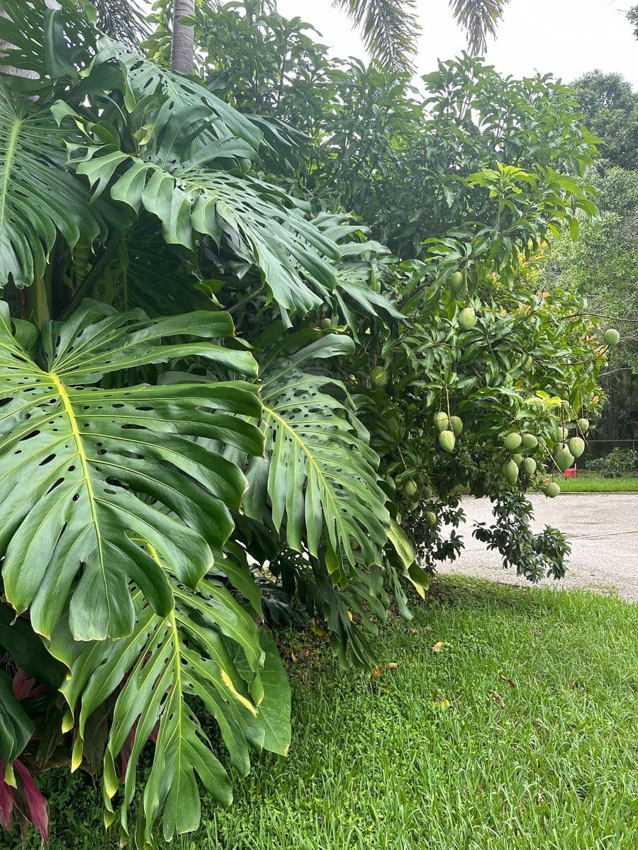 Jantz Tropical Design