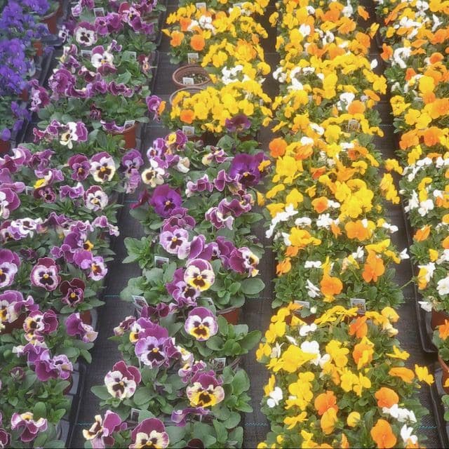 Janus Gardens