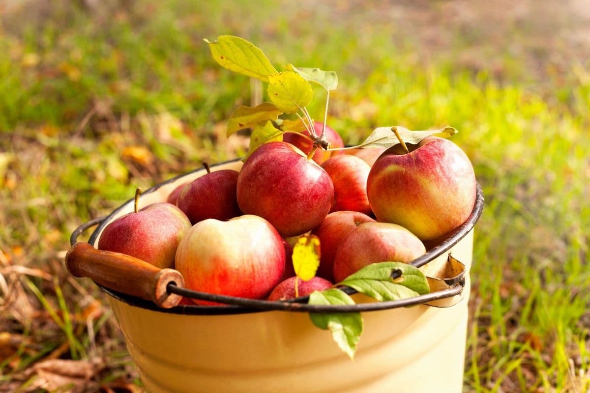 Jefferson Orchard and Greenhouse