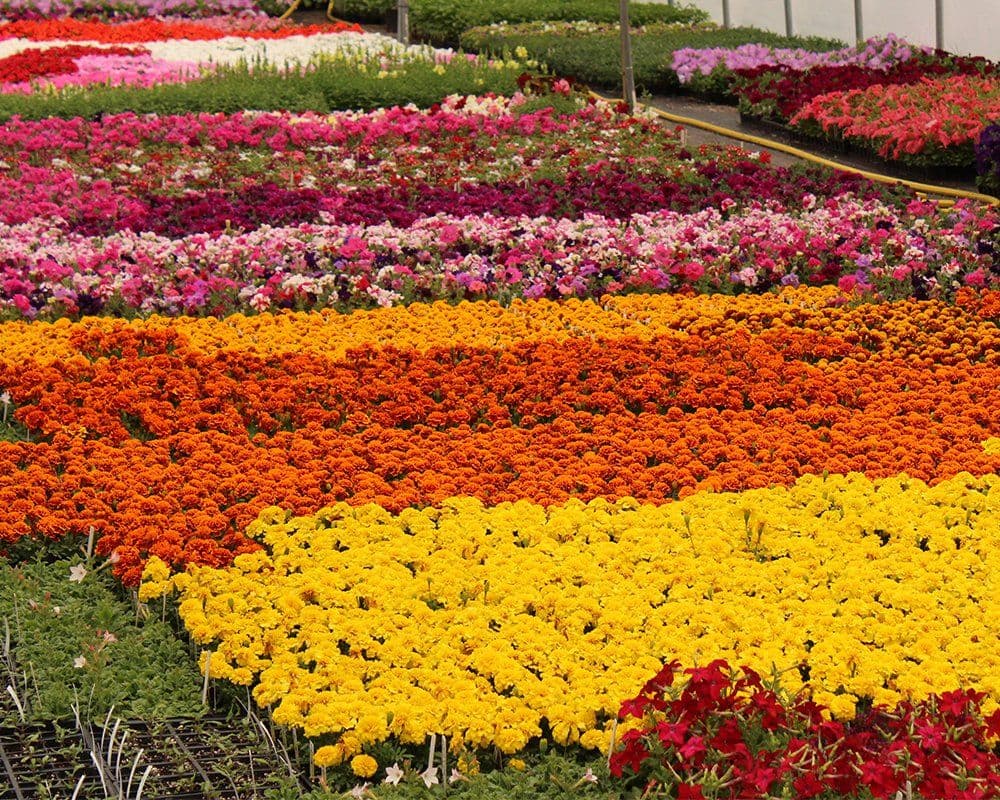 Jeff's Green Houses & Gift Shop