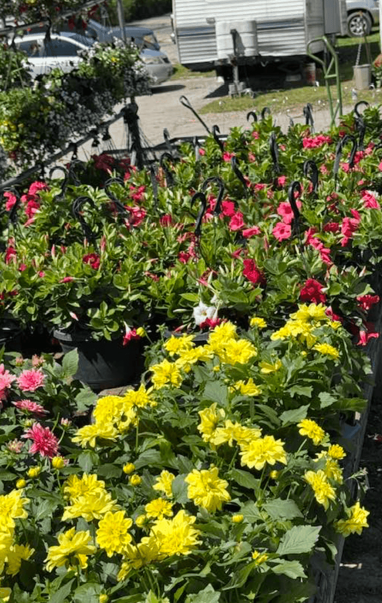 Jenkins Nursery & Landscaping