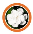 Jerry's Gardenias Inc