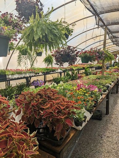 Jim Hipp Nursery