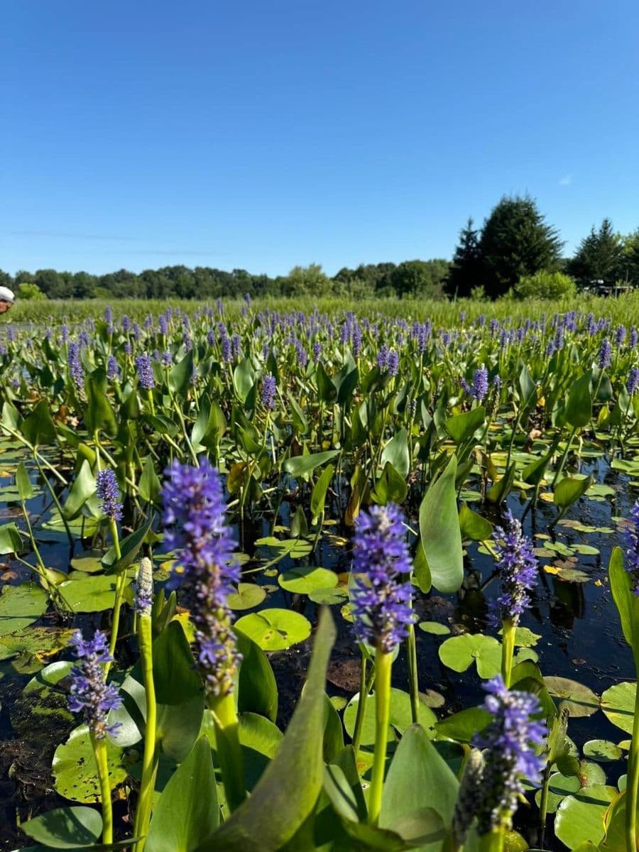 J&J Transplant Aquatic Nursery