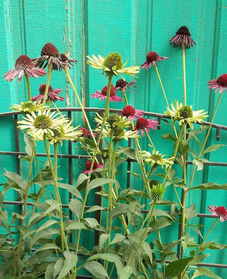 Joel's Greenhouse