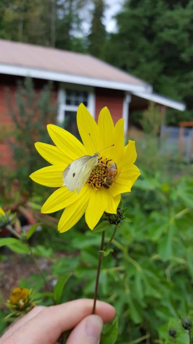 Johann's Garden - A Specialty Plant Nursery