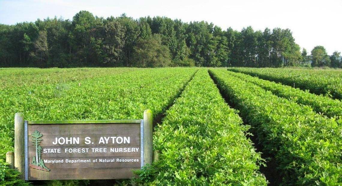 John S. Ayton State Tree Nursery