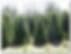 Johnson Brothers Nursery