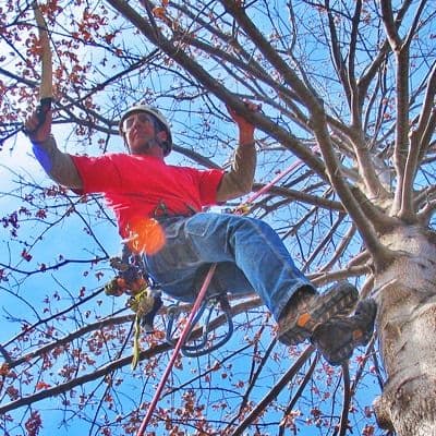 Johnson Ops Tree Care