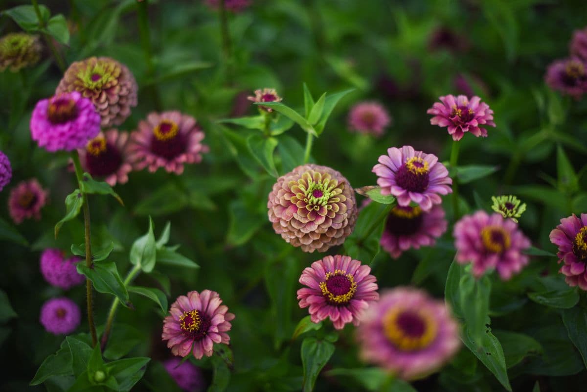 Joli Jardin Flower Shop