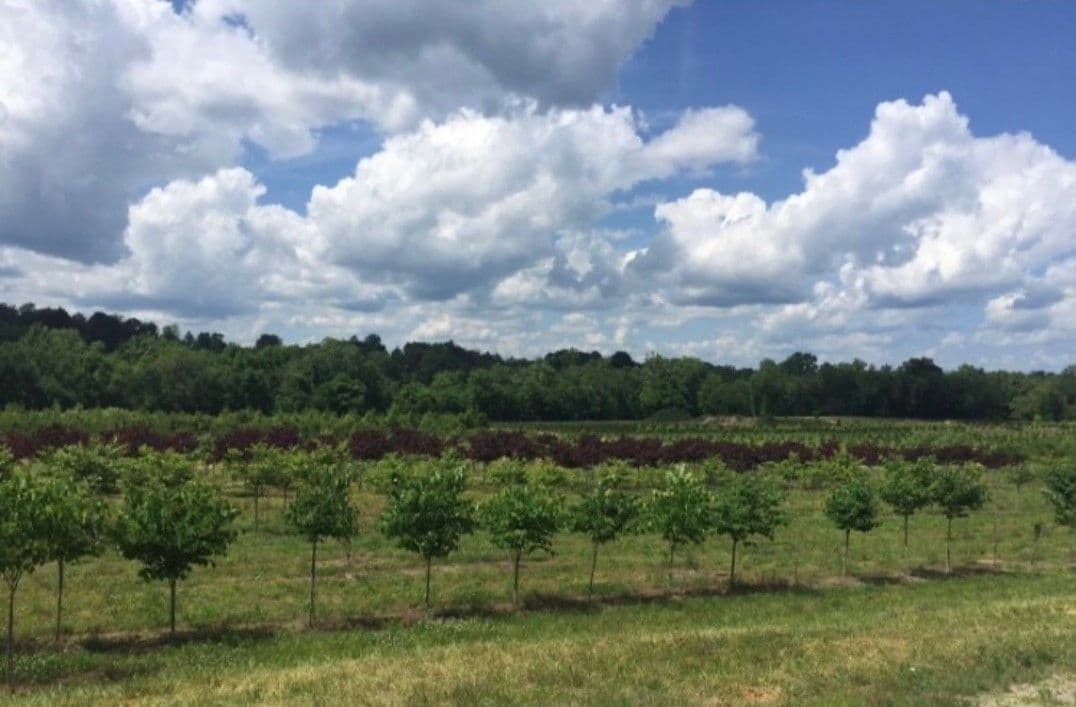 Jones Gap Tree Farm & Landscaping