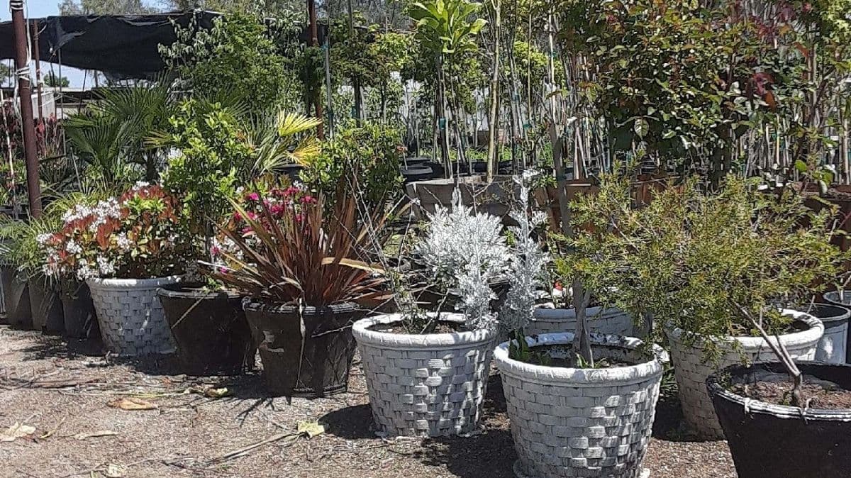 Jonnhy’s Nursery