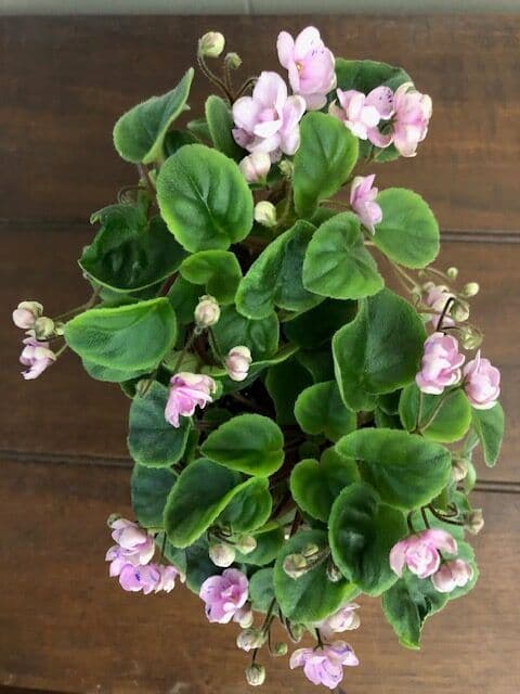 JoS Violets