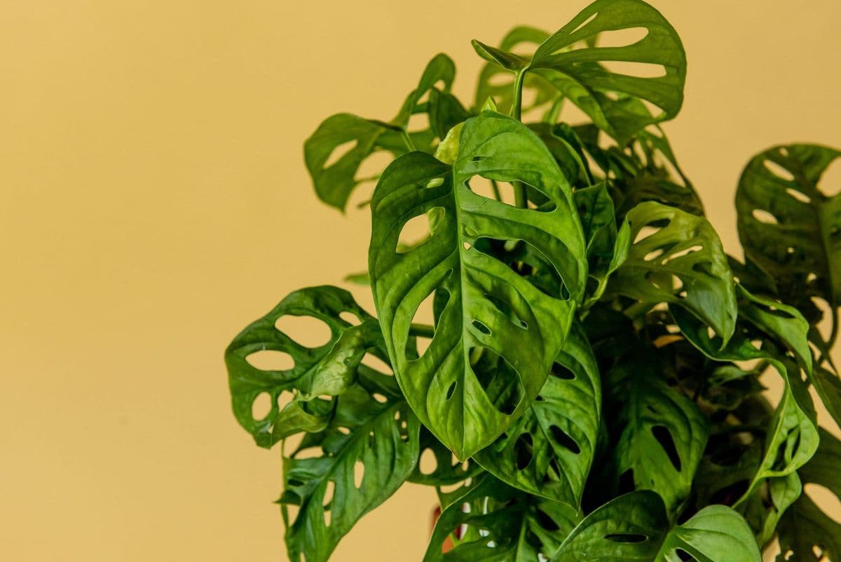 Juanita's Plants
