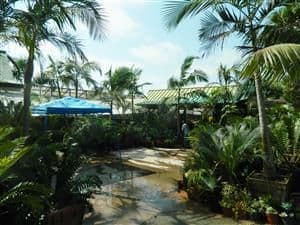 Jungle Music Palms, Cycads & Tropical Plants