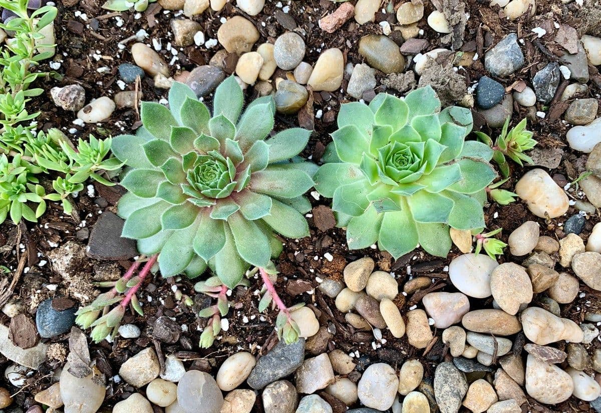 Jupiter's Plant Market