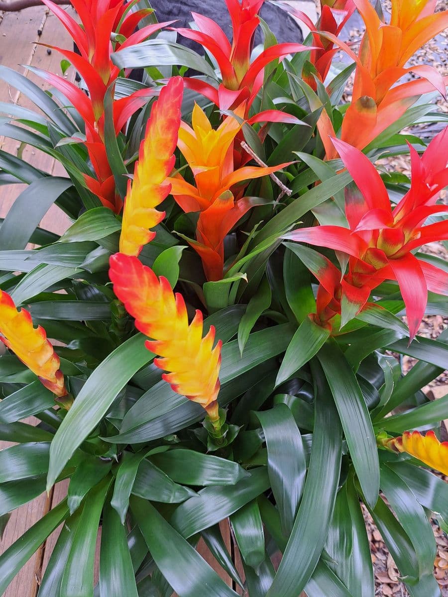 Just Perfect Plants Wholesale plants to the public