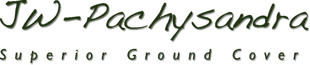 JW-Pachysandra