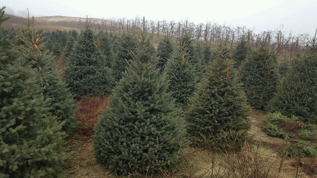 K P Tree & Nursery
