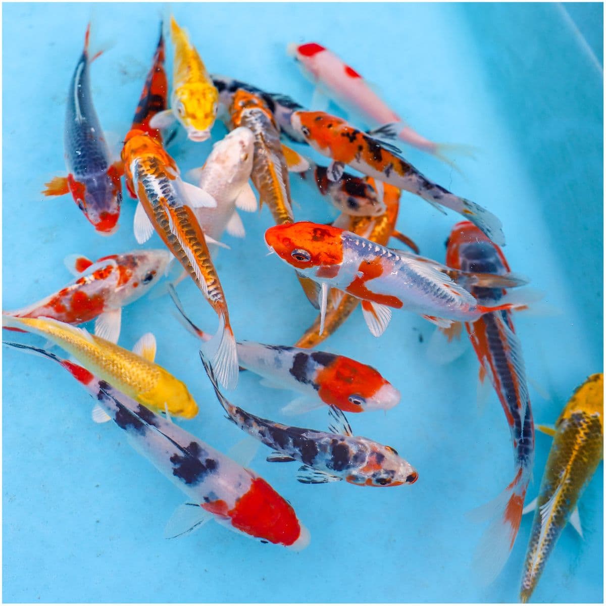 Kansas City Pond & Water Gardening