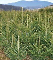 Kathy Shore Nursery Choose and Cut / Wholesale Christmas Trees