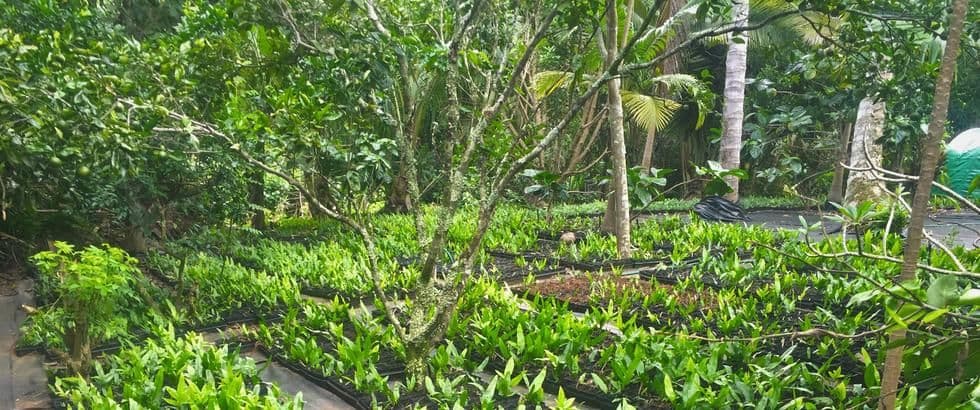 Kauai Northshore Nursery