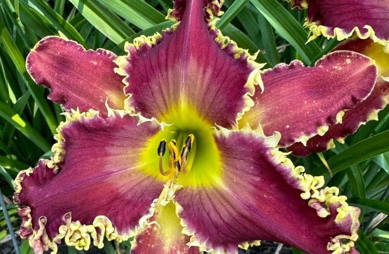 Keast Daylily Garden