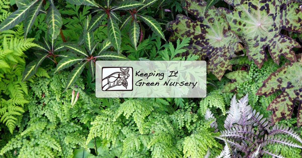 Keeping It Green Nursery