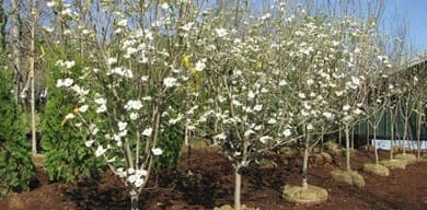 Kelley Thomas Landscape Nursery
