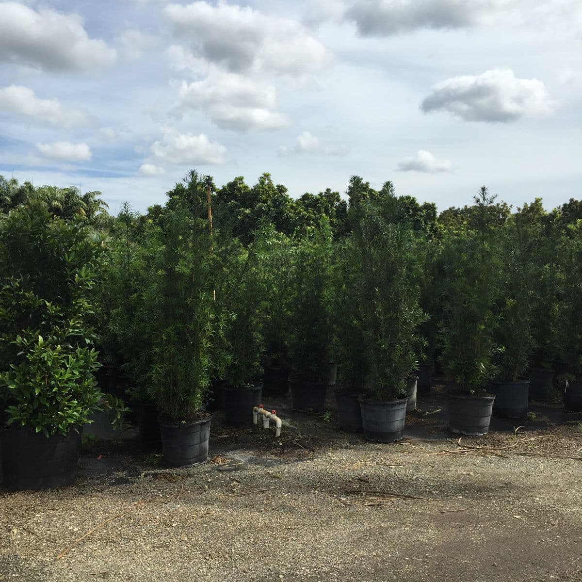 Kendall Nursery and Landscaping V