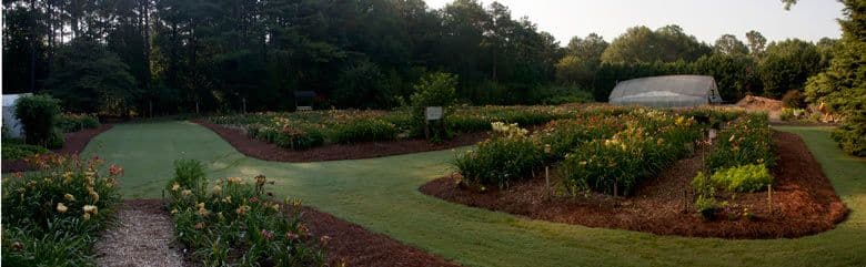 Kennesaw Mountain Daylily Gardens