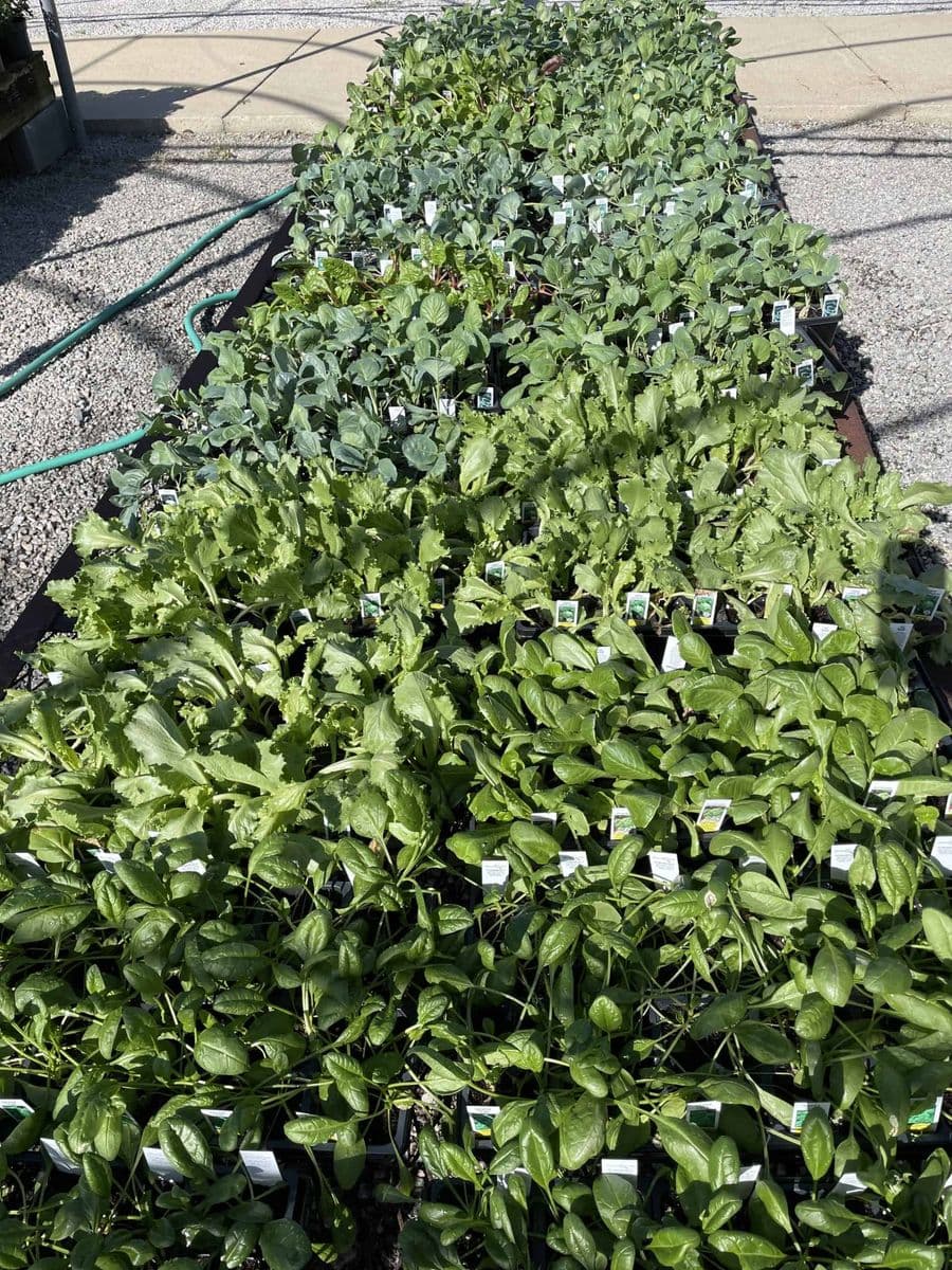 Ken's Produce and Garden Center
