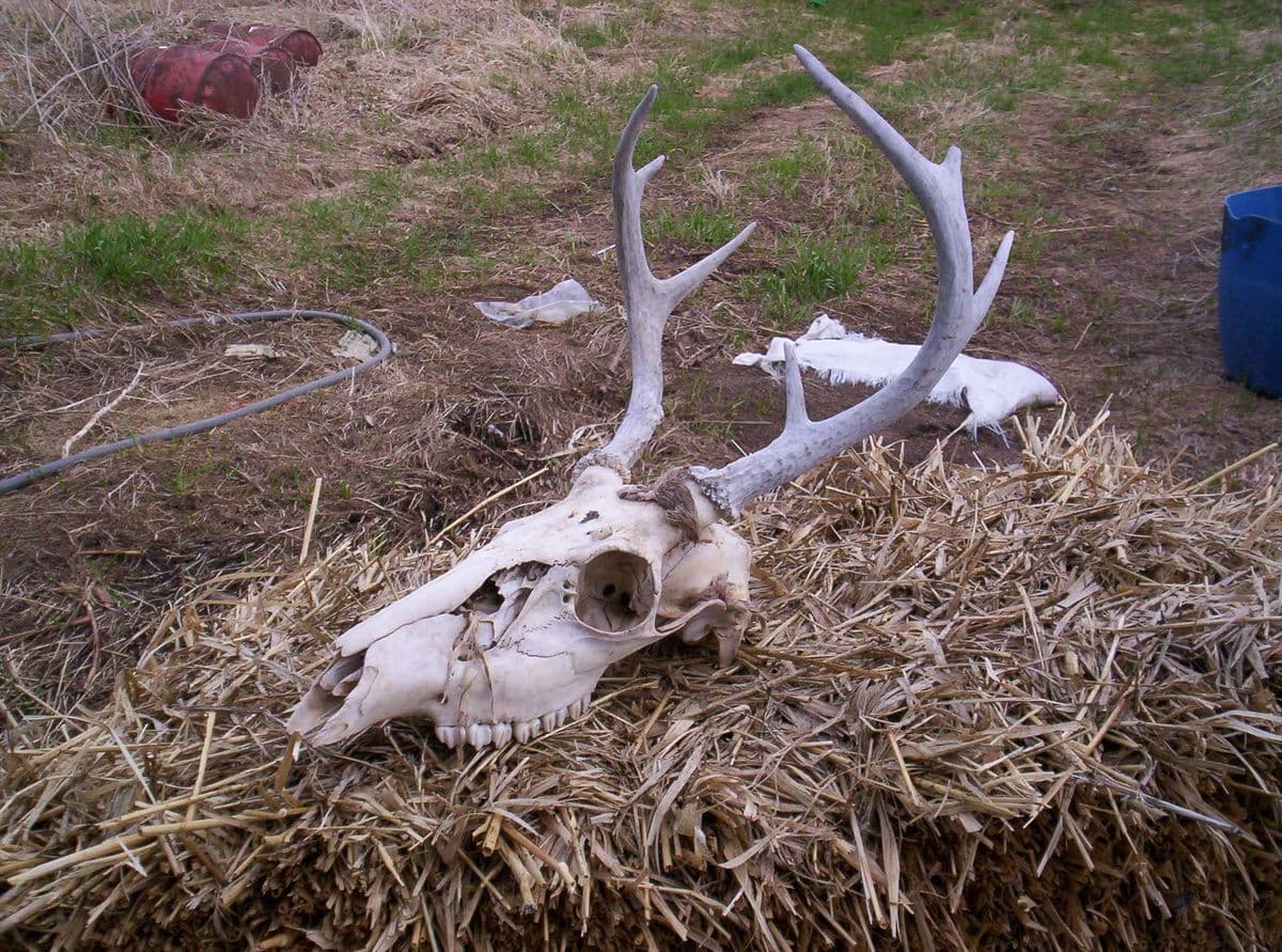 Kester's Wild Game Food Nurseries, Inc.