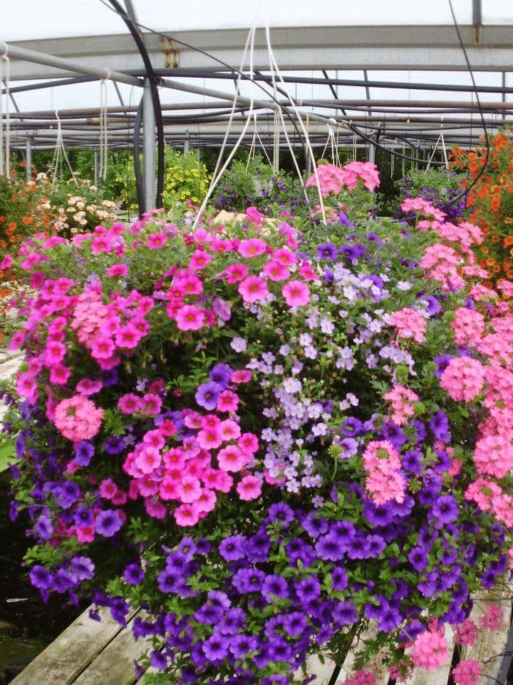 Kettell's Greenhouse