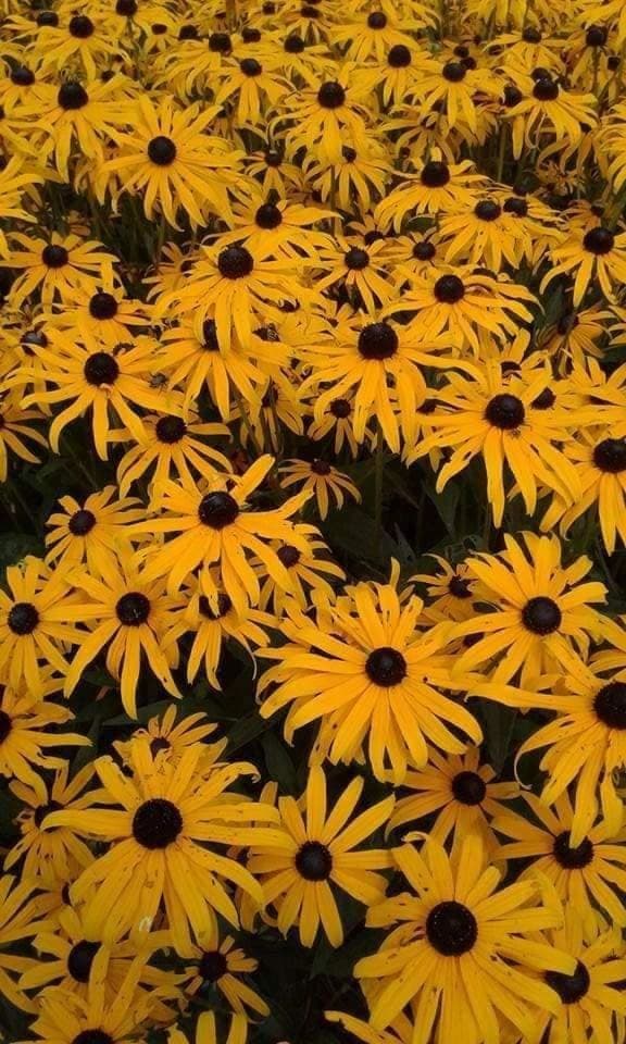 Keyes Perennial Farm and Nursery