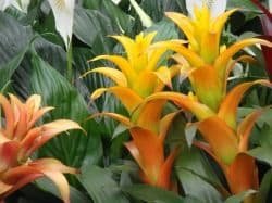 Ki Hana Nursery