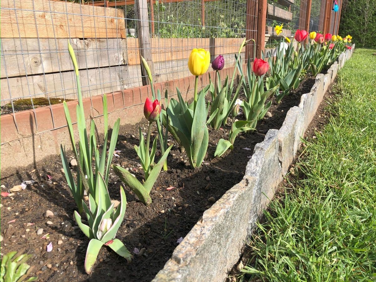 Kimber Gardens