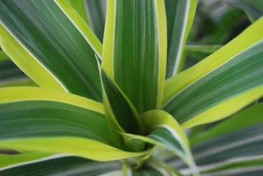Kimsue Foliage, Inc.